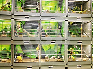 Bird cages in pet shop photo