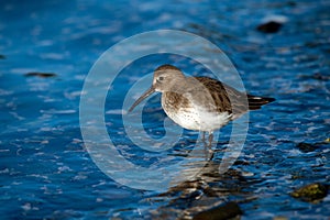 Bird(Calidris Alpina) in the Esquimalt Lagoon in Canada