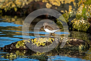 Bird (Calidris Alpina) near the Esquimalt Lagoon in Canada