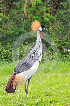 A bird called african crowned crane