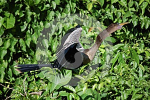 Bird called Aninga in the nature reserve of Tortuguero  in Costa Rica photo