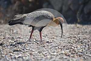 Bird called Bandurria Austral