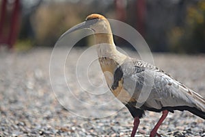 Bird called Bandurria Austral