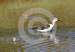 Bird called black-winged stilt on the water of pond with chicken