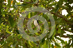 A bird called `Musket` perched on a branch.