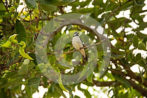 A bird called `Musket` perched on a branch.