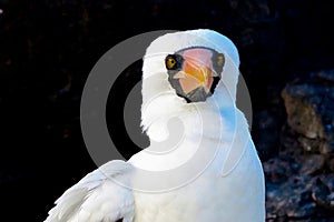 This bird is called Nazca Boobies.