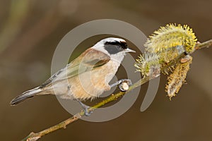 Bird Called Remiz Eats Willow