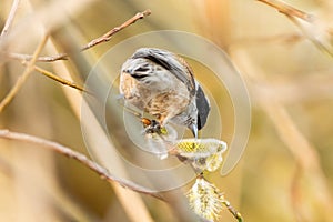 Bird Called Remiz Eats Willow