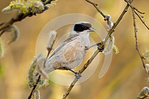 Bird Called Remiz Eats Willow