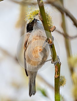 Bird Called Remiz Eats Willow