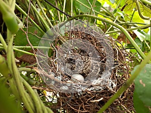 The bird is called zebra dove