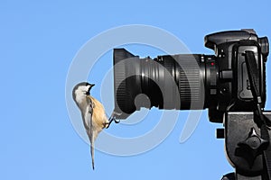 Bird On Camera