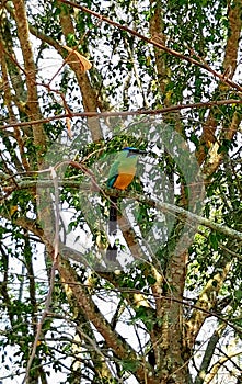 bird on caminos de lengerke barichara colombia photo