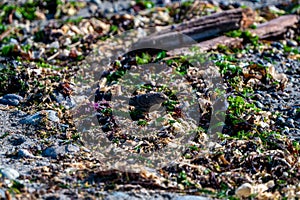 A bird camouflage sitting on a sandy beach covered in driftwood and bark