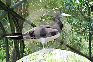 Bird at captive