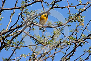 A bird captured in Namibia