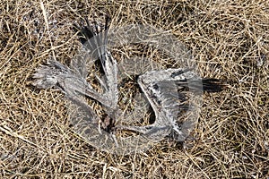 Bird carcass at Texel