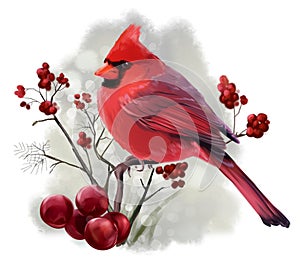 Bird Cardinal sitting on a branch