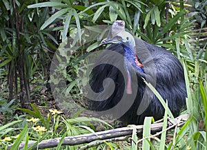 Bird the cassowary