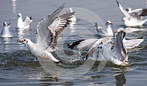 Bird catching fish