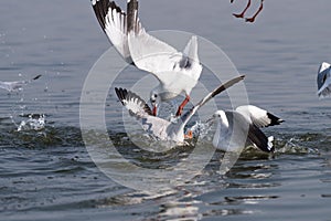 Bird catching fish