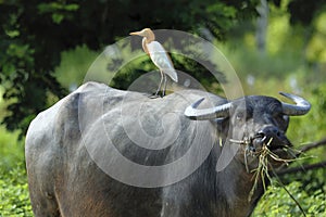 Bird (cattle egret) perching on buffalo