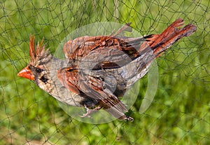 Bird Caught in Net