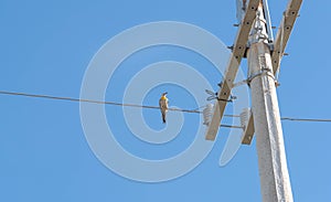 Bird Celeus Flavesceus perched on mains wires