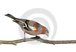 bird Chaffinch on a branch in the Park on a white isolated background