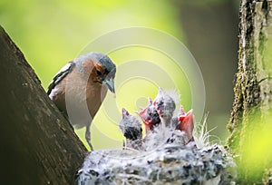 Bird Chaffinch feeds its young hungry Chicks in the nest in the