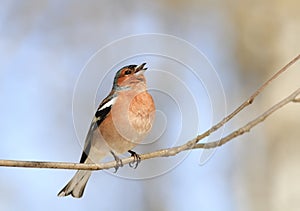 Bird Chaffinch sings a sonorous song on a branch in spring in th