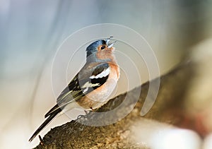 Bird Chaffinch sings a sonorous song tree-spring in the woods