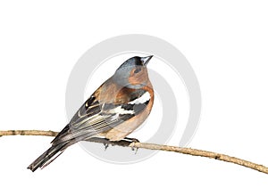 Bird Chaffinch sitting in the Park on a branch on white isolated