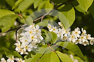 Bird cherry