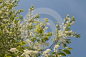 Bird cherry