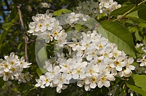 Bird cherry