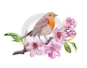 Bird in cherry or apple flowers. Springtime blossom, sakura branch. Watercolor photo