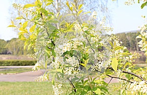 Bird cherry bloom in May