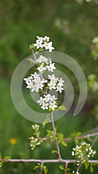 Bird cherry blossom close-up in spring