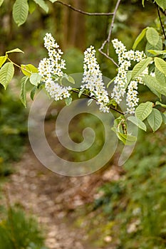 Bird cherry blossom, spring plant detail with blurred park path on background