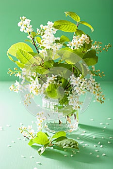 Bird-cherry blossom in vase over green background