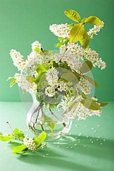 Bird-cherry blossom in vase over green background