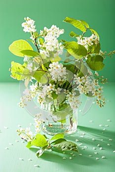 Bird-cherry blossom in vase over green background