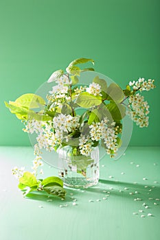 Bird-cherry blossom in vase over green background