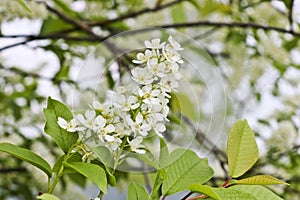 Bird cherry branch Prunus padus with white flowers. Prunus, hackberry, hagberry, or Mayday tree blooms