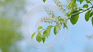 Bird cherry branches in bloom selective focus. Hackberry or hagberry and or mayday tree. Slow motion. photo