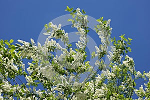 Bird cherry branches with lot of blooming white flowers against clear cloudless sky in spring day photo