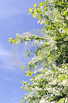 Bird cherry bush blooming in spring on blue sky