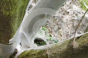 Bird-cherry ermine, Yponomeuta evonymella